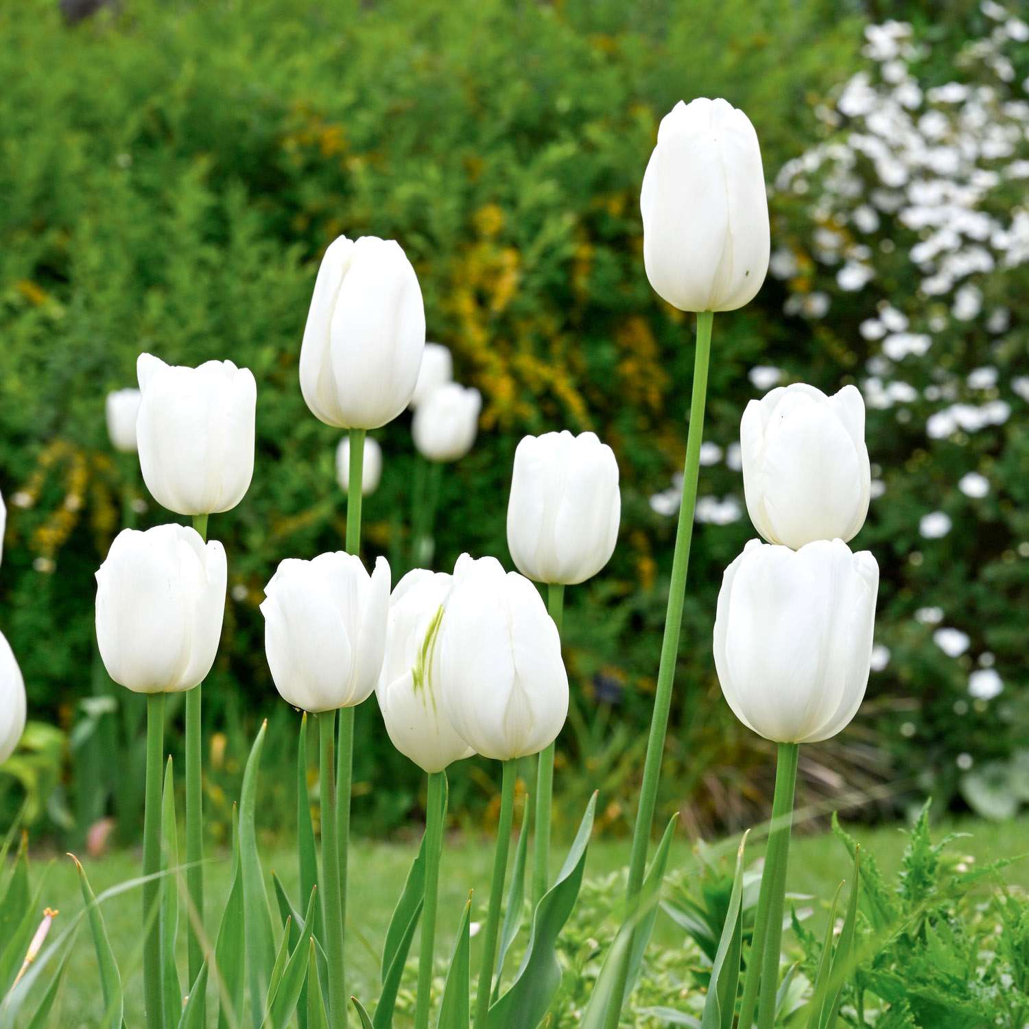 Tulipe 'Hakuun'