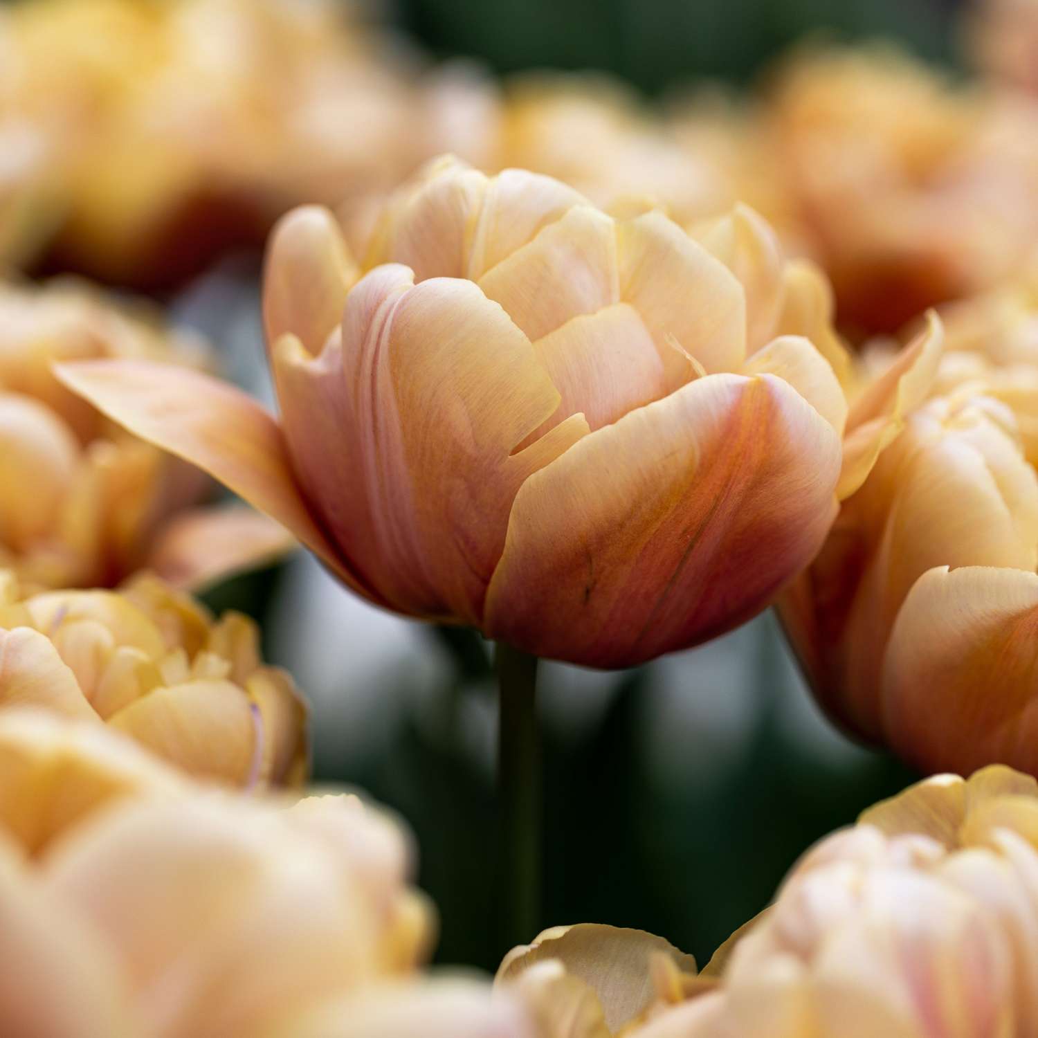 Tulipe 'La Belle Epoque'