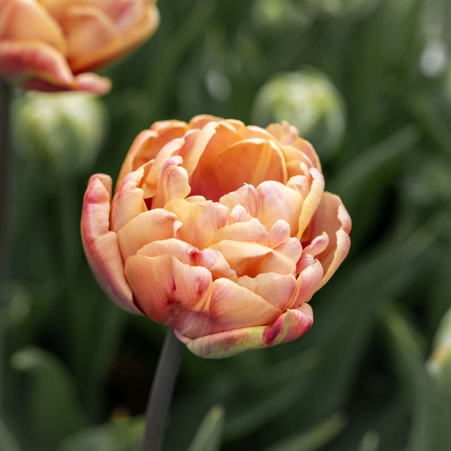Tulipe 'La Belle Epoque'