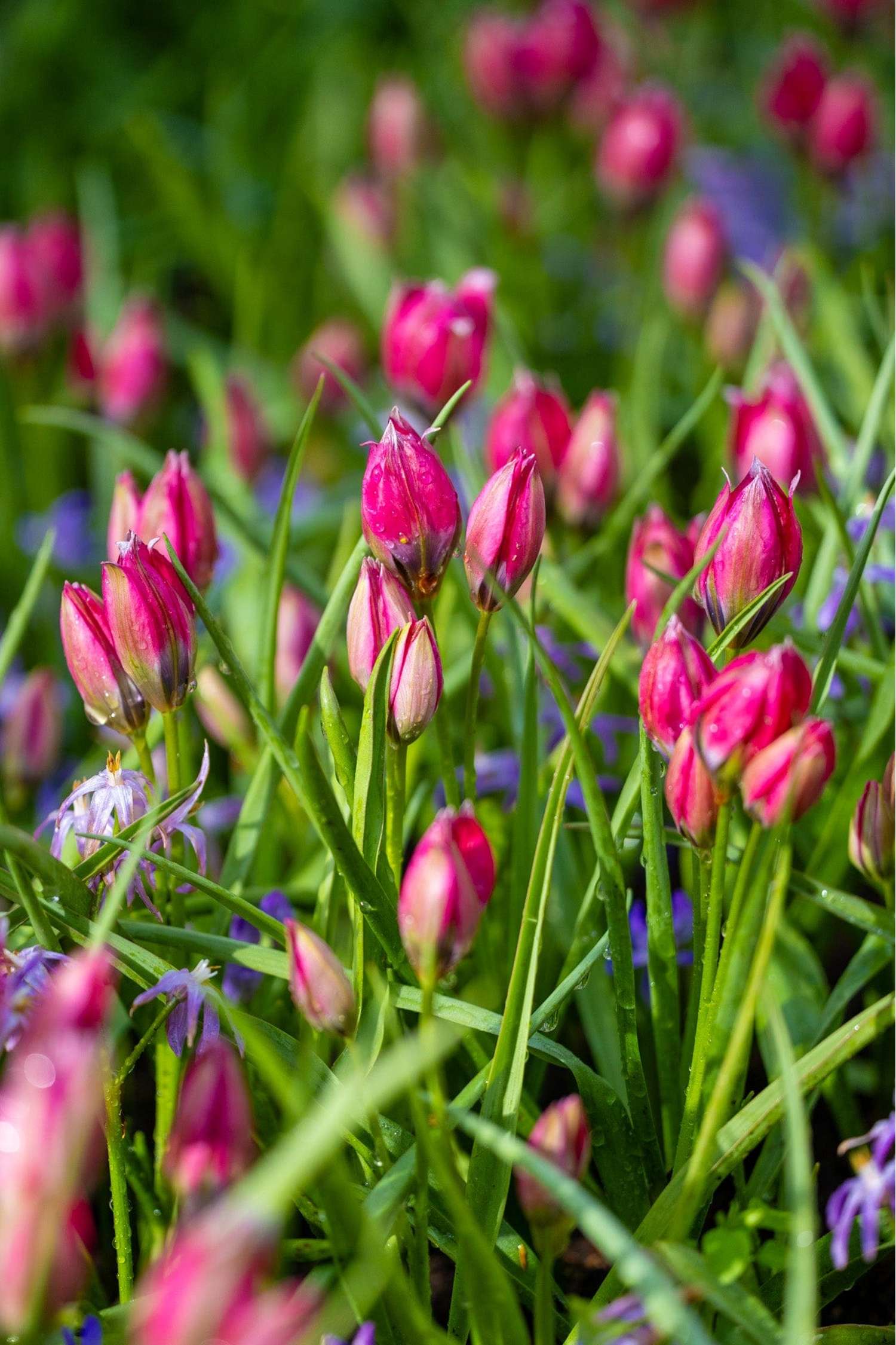 Tulipe botanique 'Little Beauty'