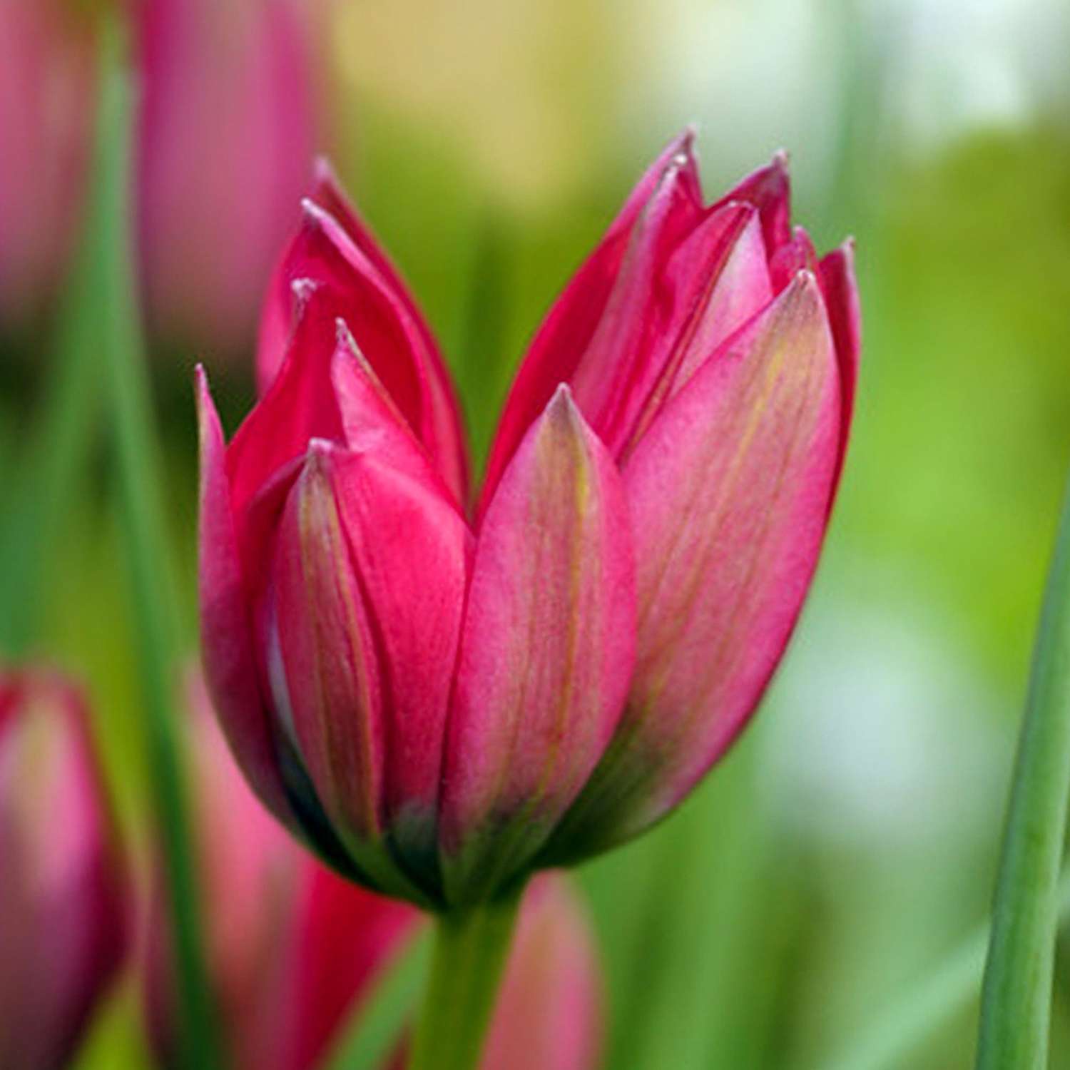 Tulipe botanique 'Little Beauty'