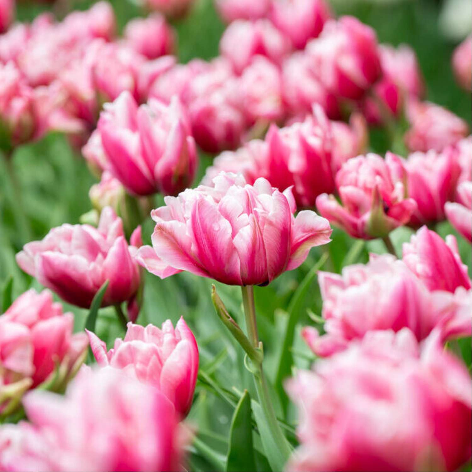 Tulipe 'Love Whisper'