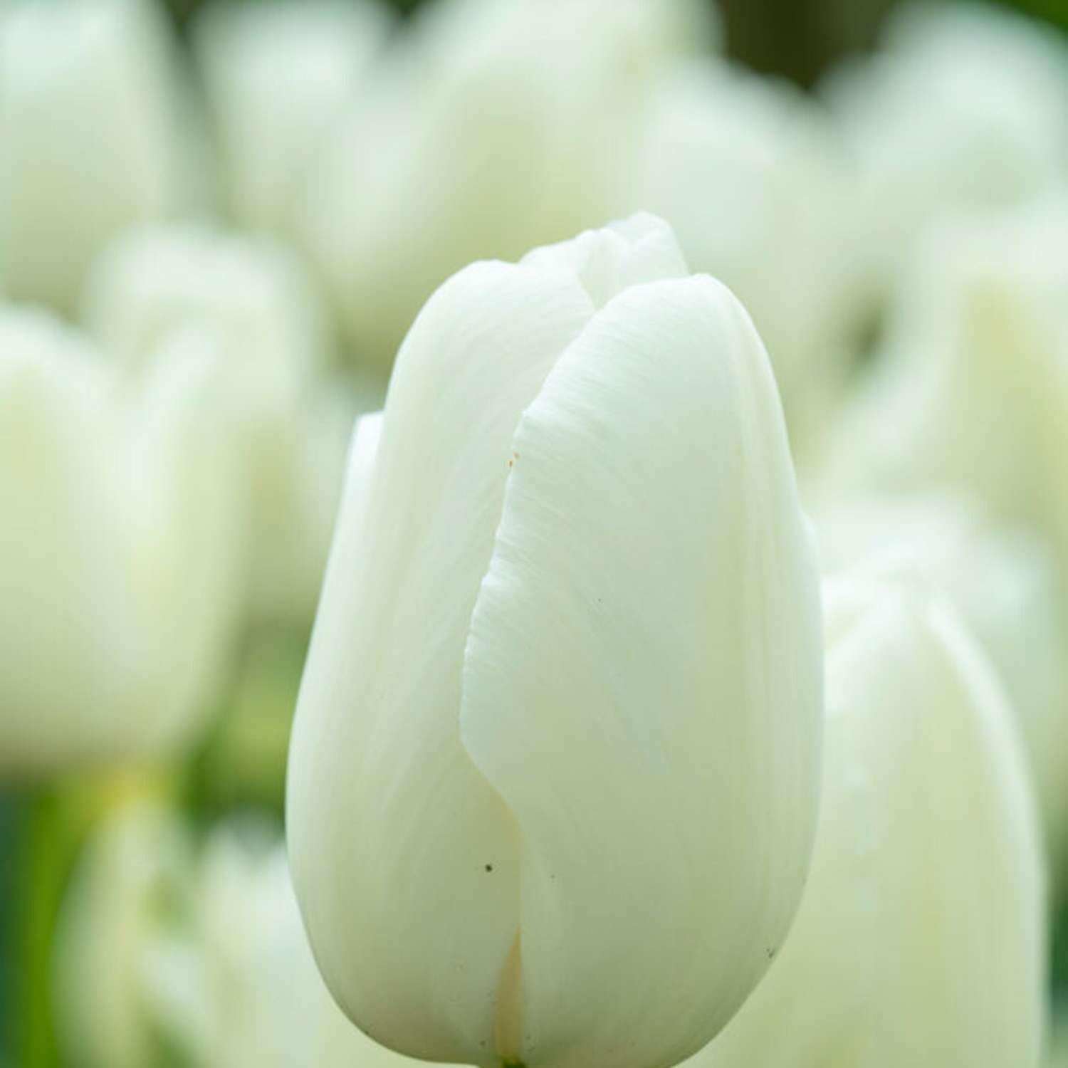 Tulipe 'Maureen'
