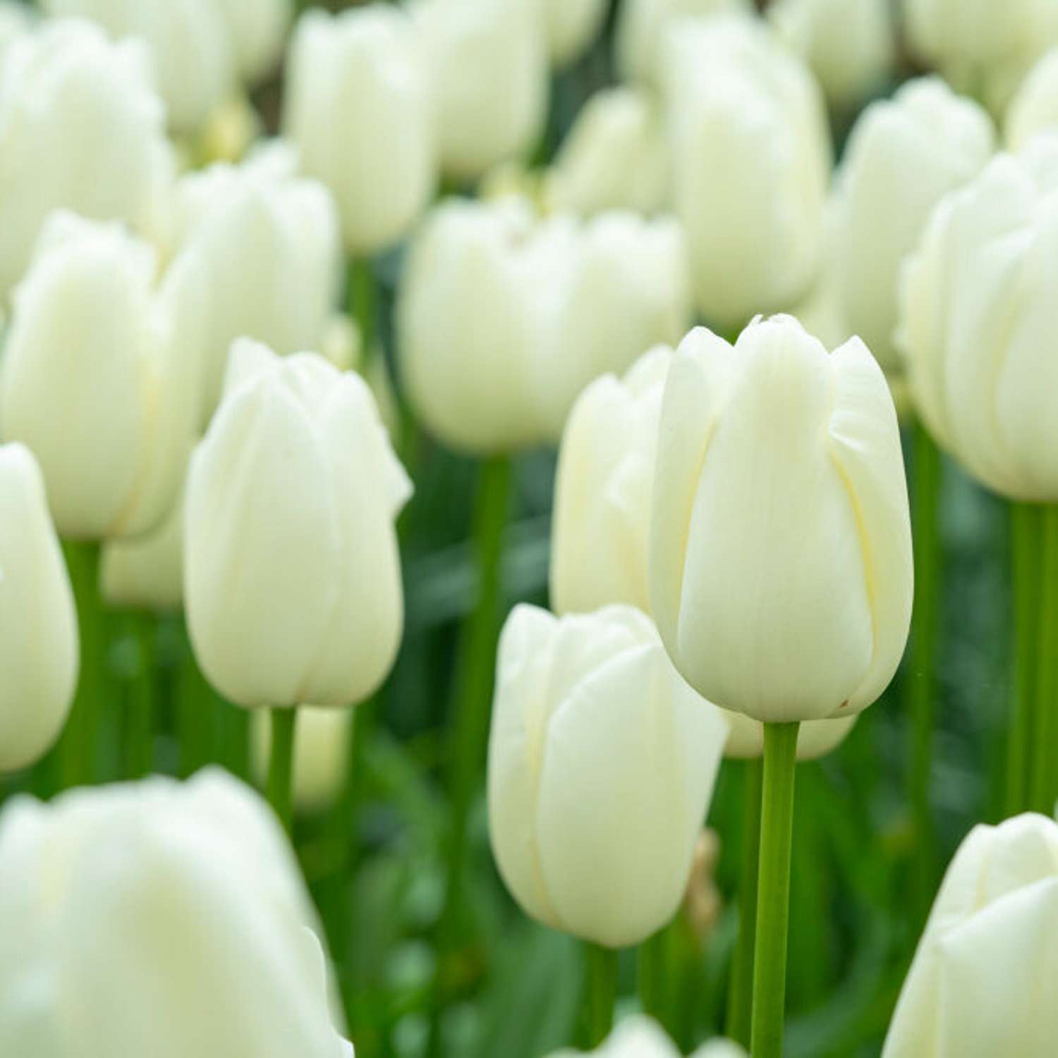 Tulipe 'Maureen'