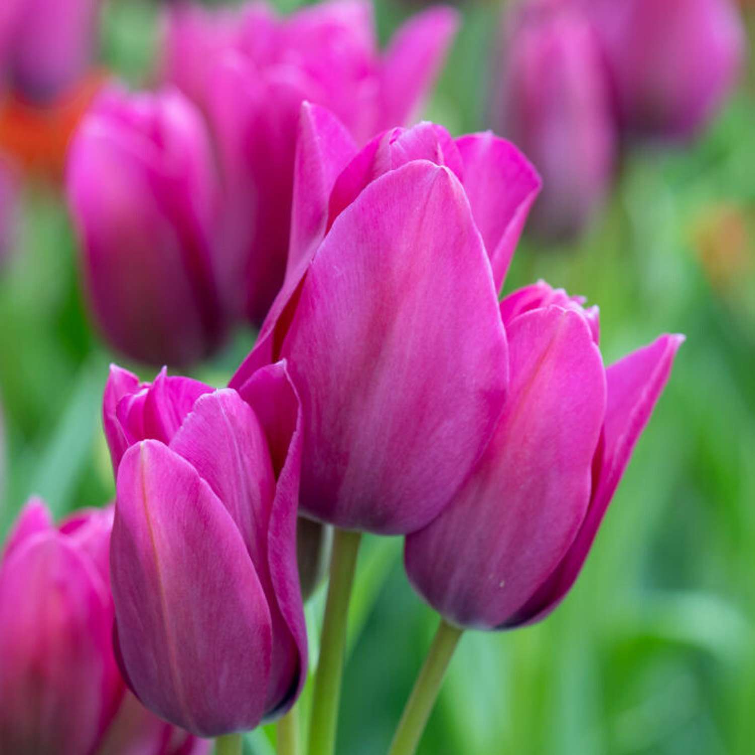 Tulipe 'Night Club'