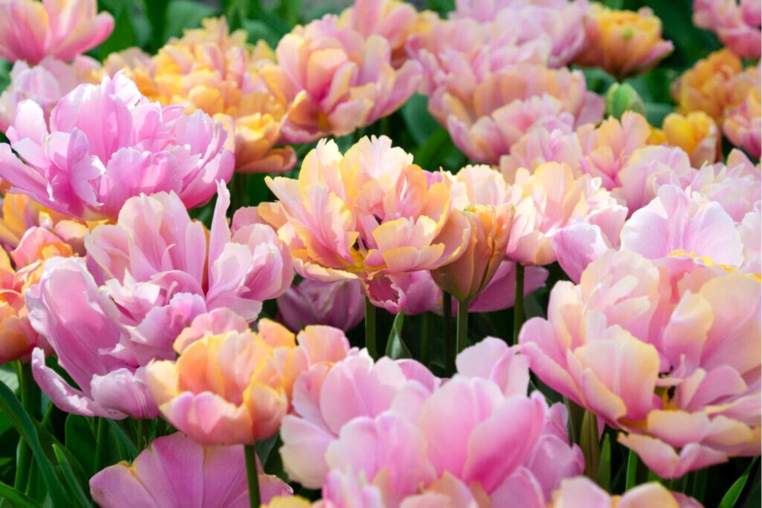 Tulipe 'Pink Star'