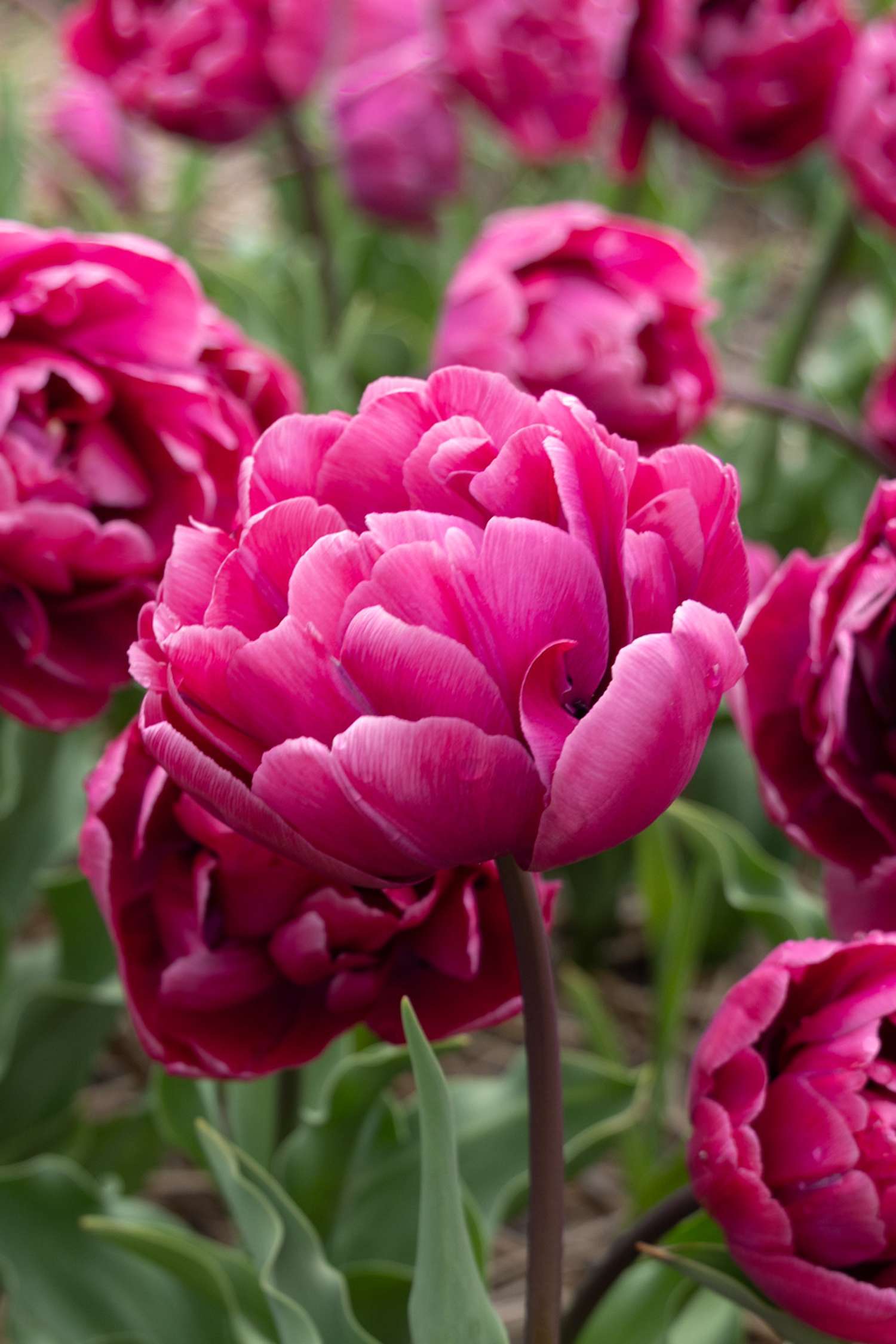 Tulipe 'Rosy Diamond'