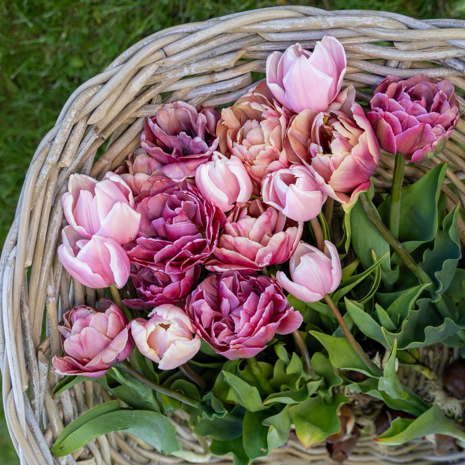 Mélange de tulipes 'Antique Rose'