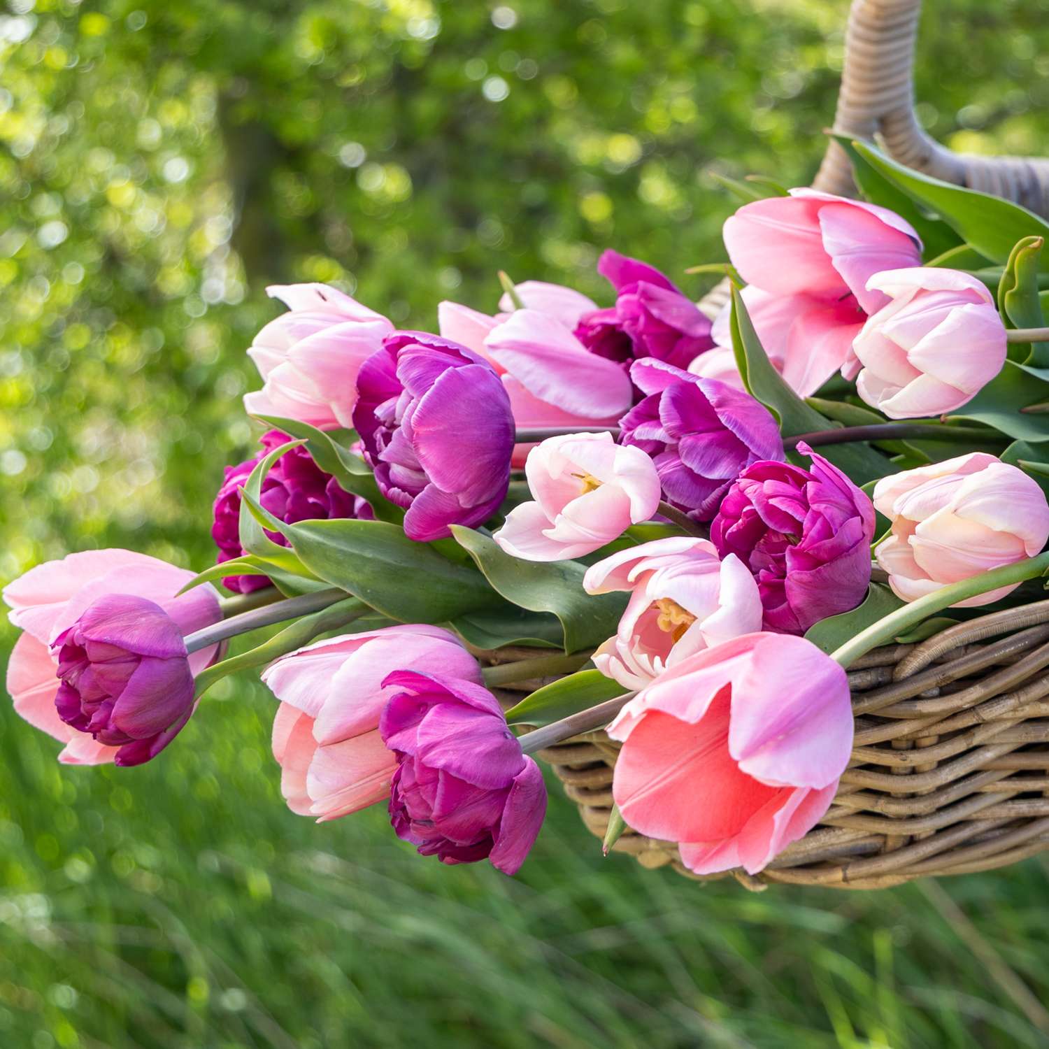 Mélange de tulipes 'Berry Blush'