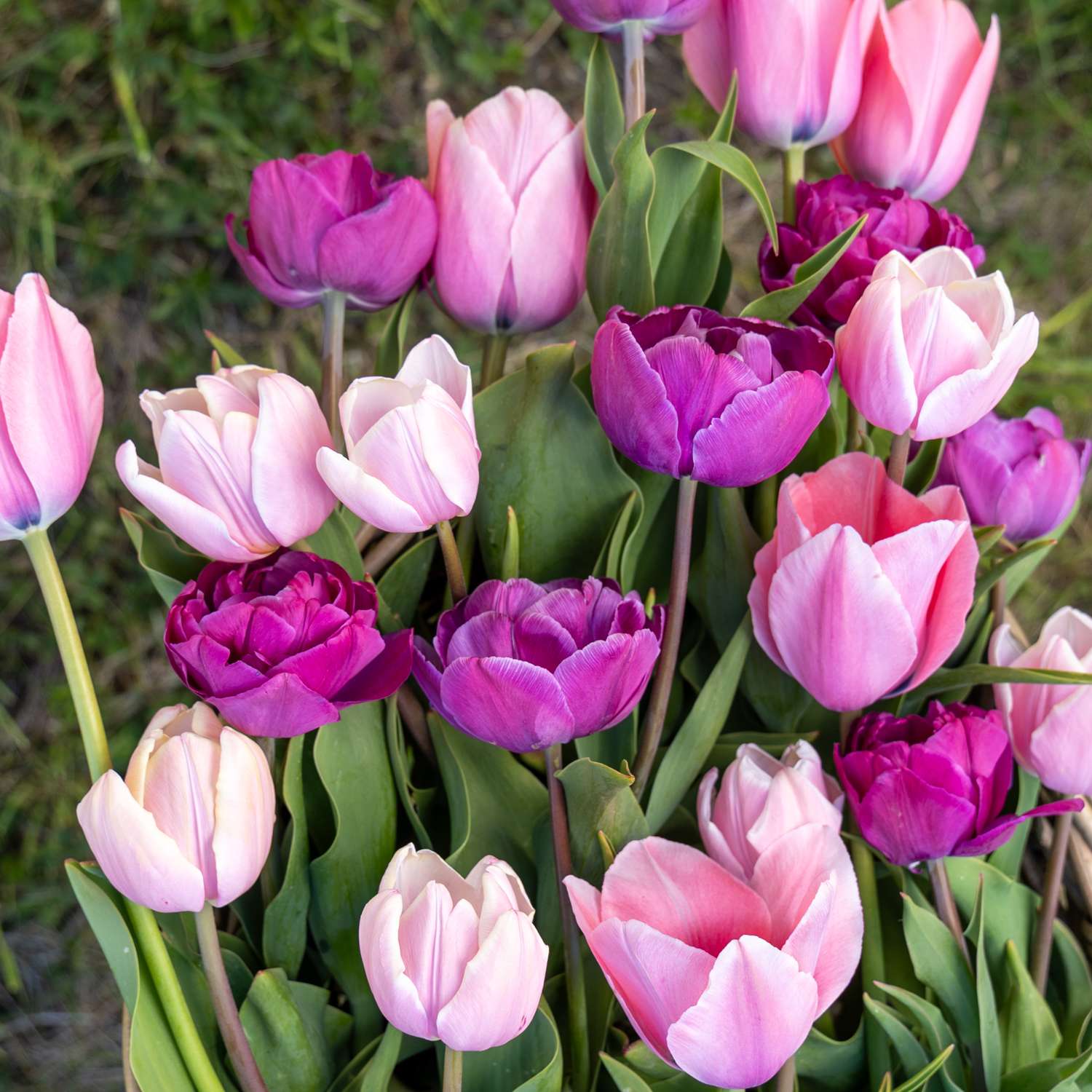 Mélange de tulipes 'Berry Blush'