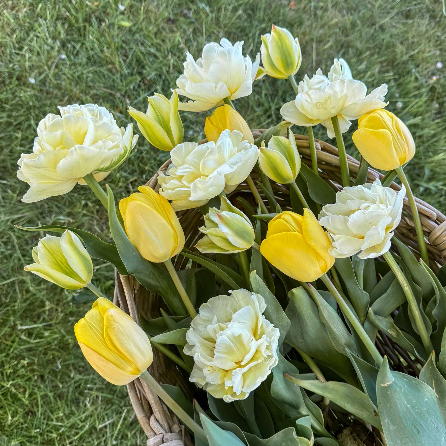 Mélange de tulipes 'Buttercream'