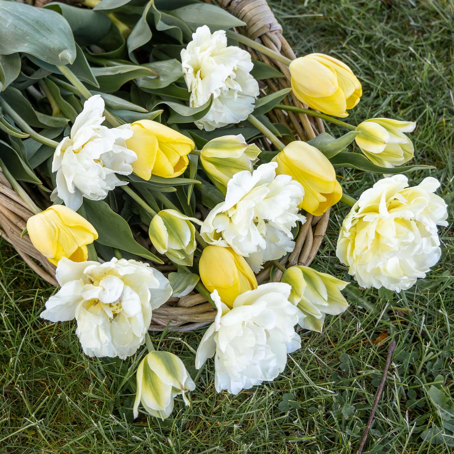 Mélange de tulipes 'Buttercream'