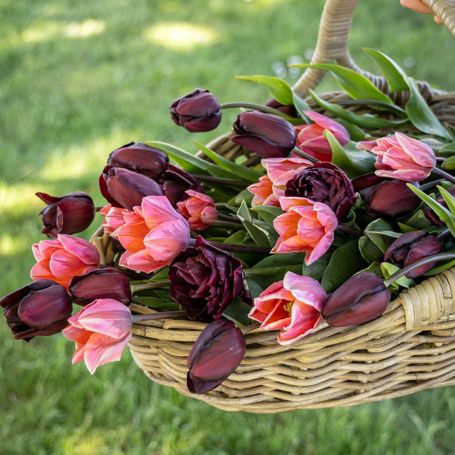 Mélange de tulipes 'Chiaroscuro'
