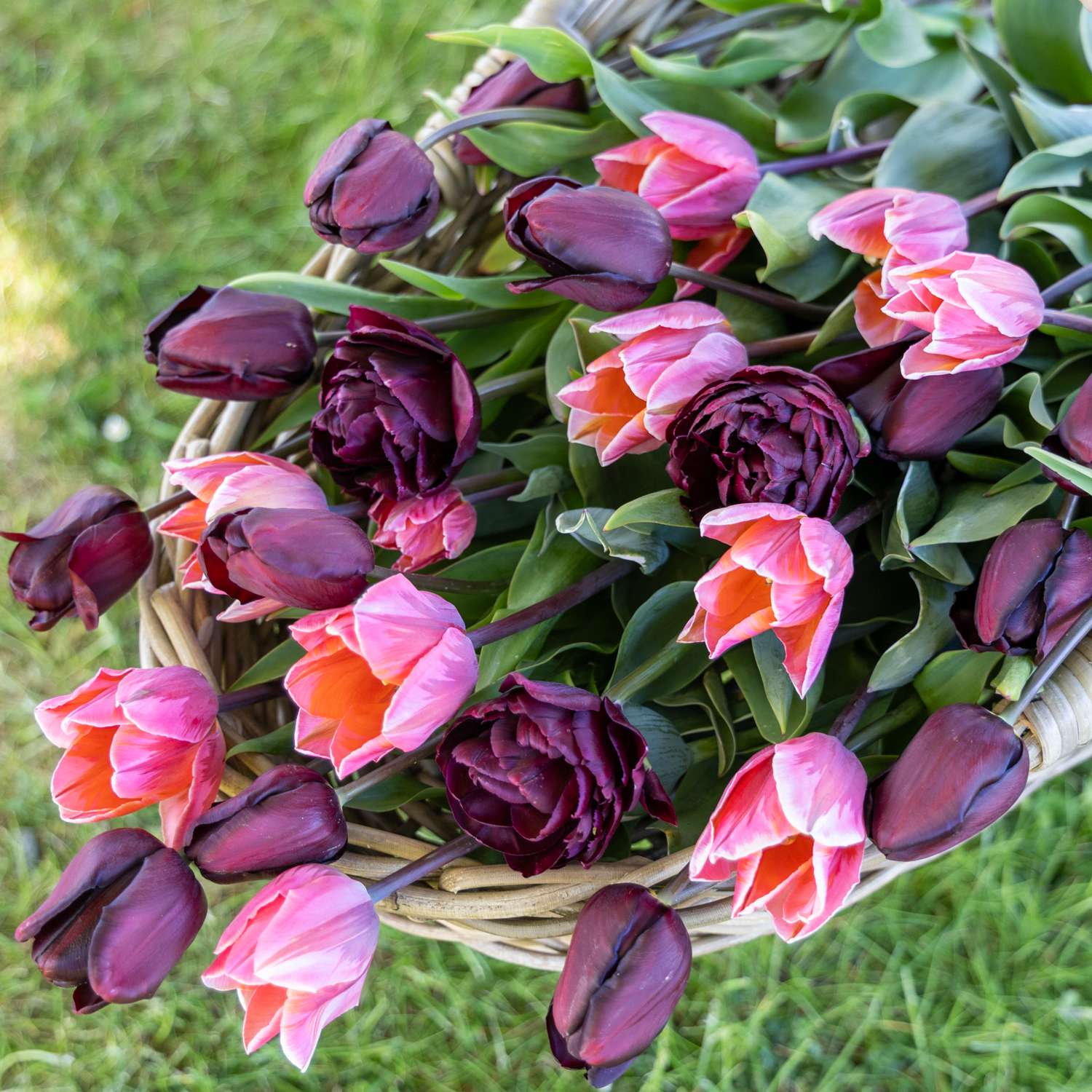 Mélange de tulipes 'Chiaroscuro'