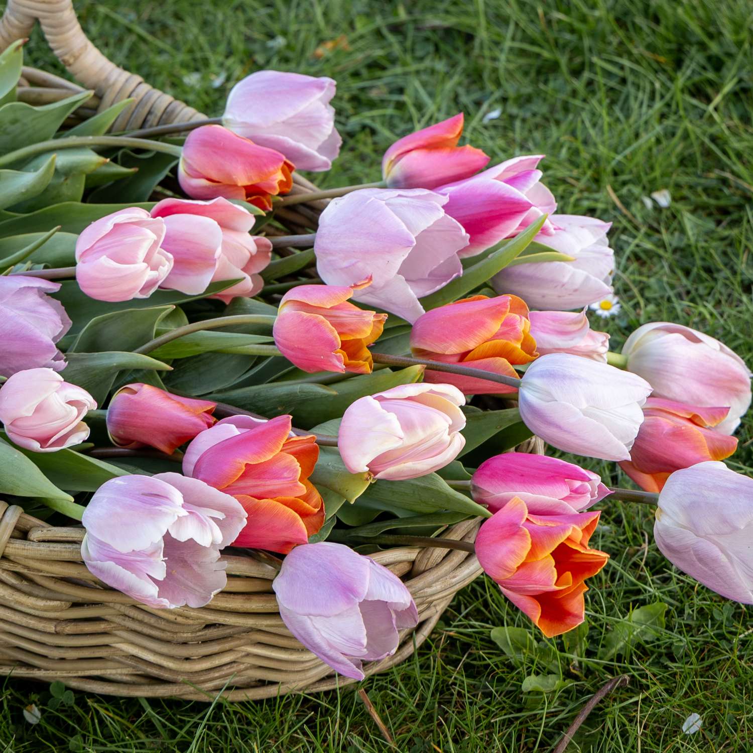 Mélange de tulipes 'Fiji'