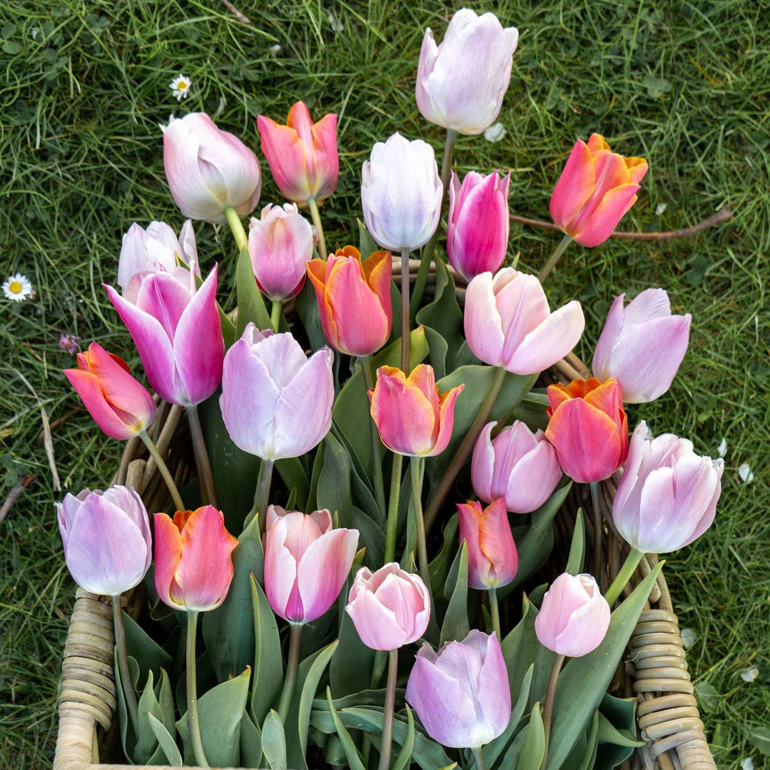 Mélange de tulipes 'Fiji'
