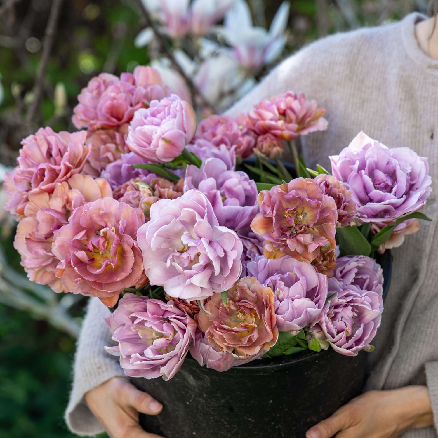 Mélange de tulipes 'Lavender Honey'