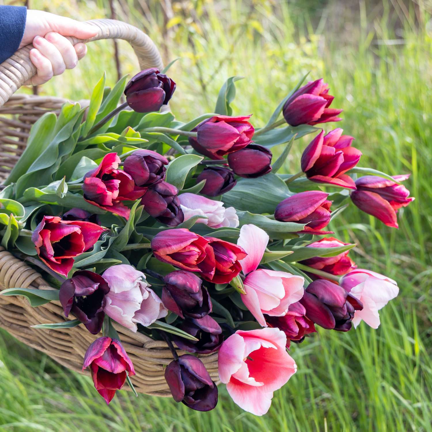 Mélange de tulipes 'Lucca'