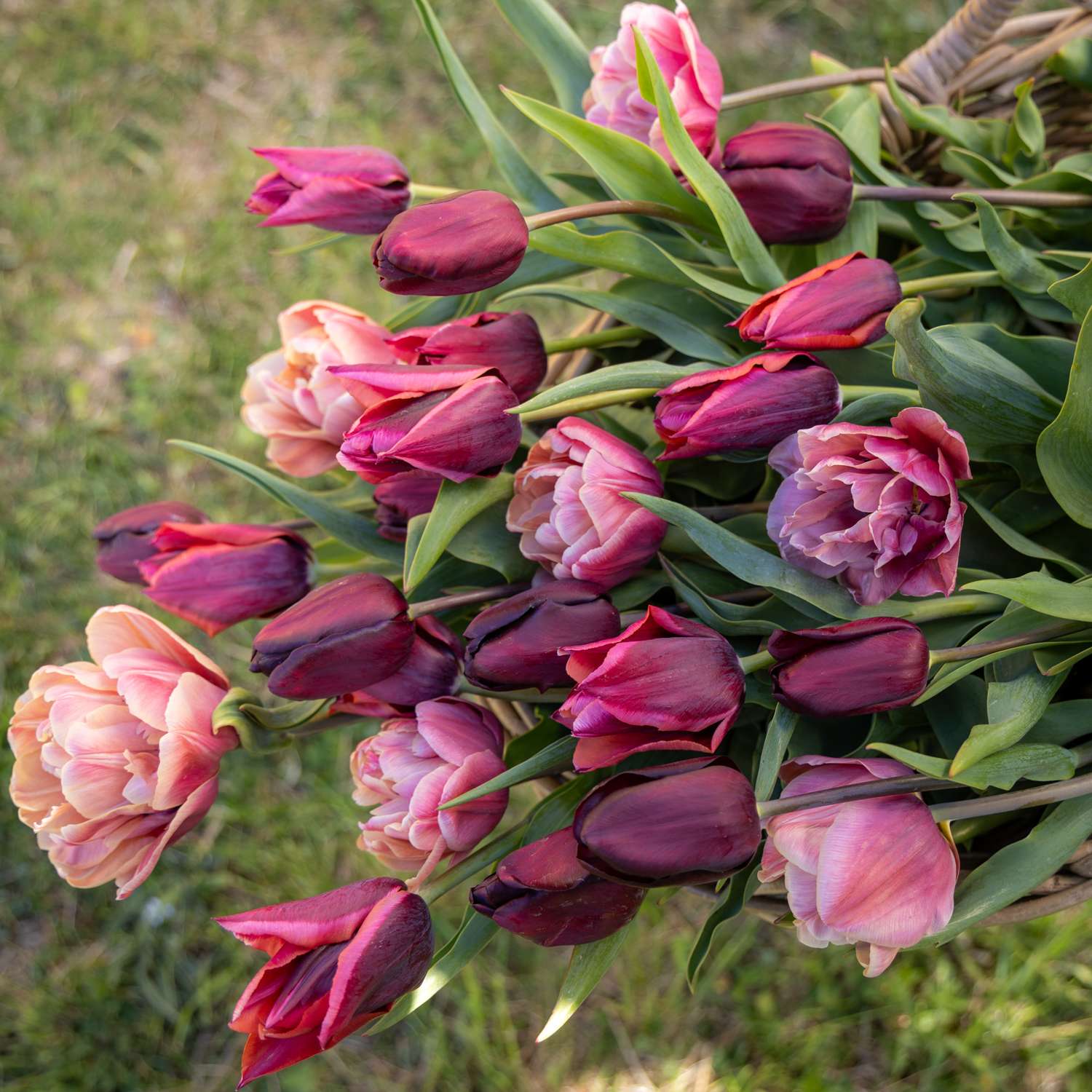 Mélange de tulipes 'Mulled Wine'
