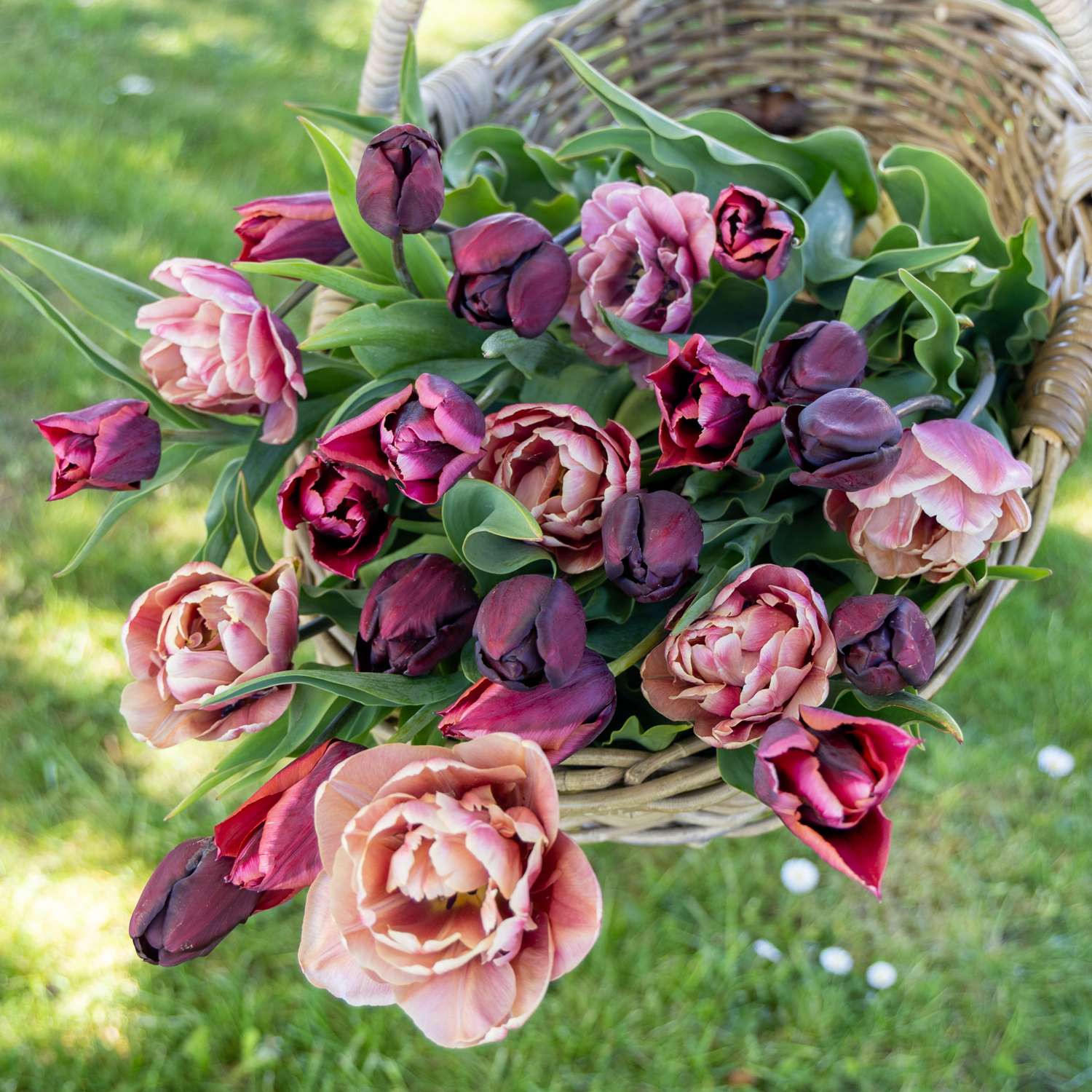 Mélange de tulipes 'Mulled Wine'