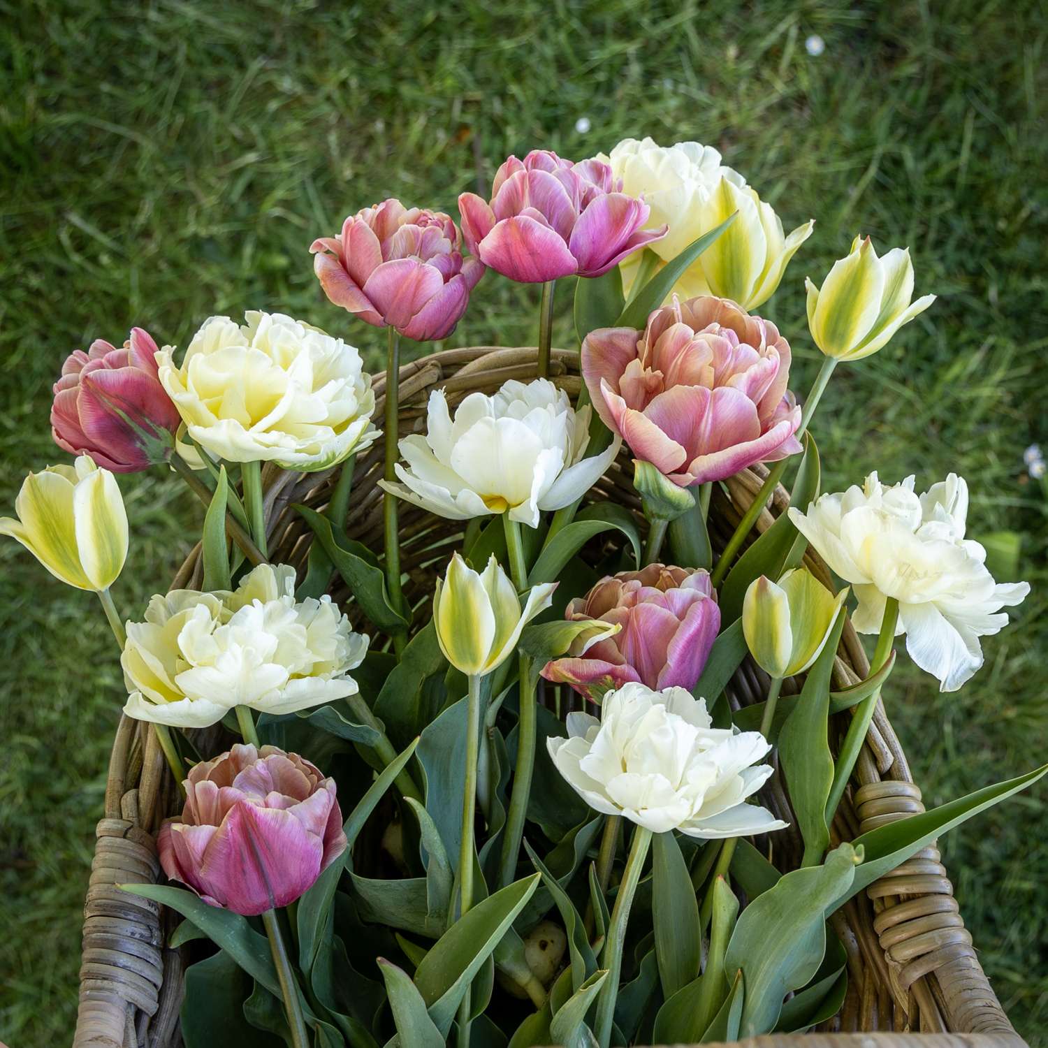Mélange de tulipes 'Peaches & Cream'
