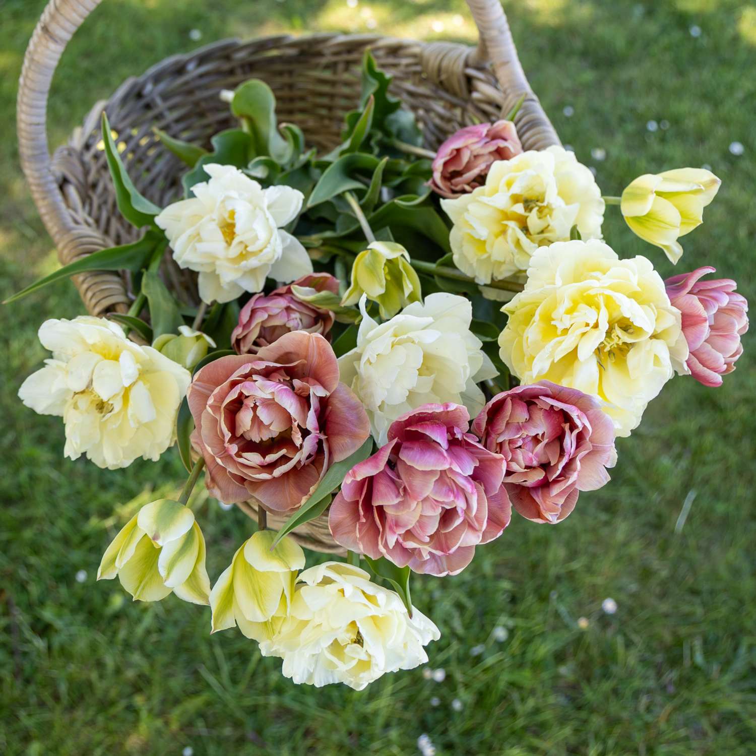 Mélange de tulipes 'Peaches & Cream'