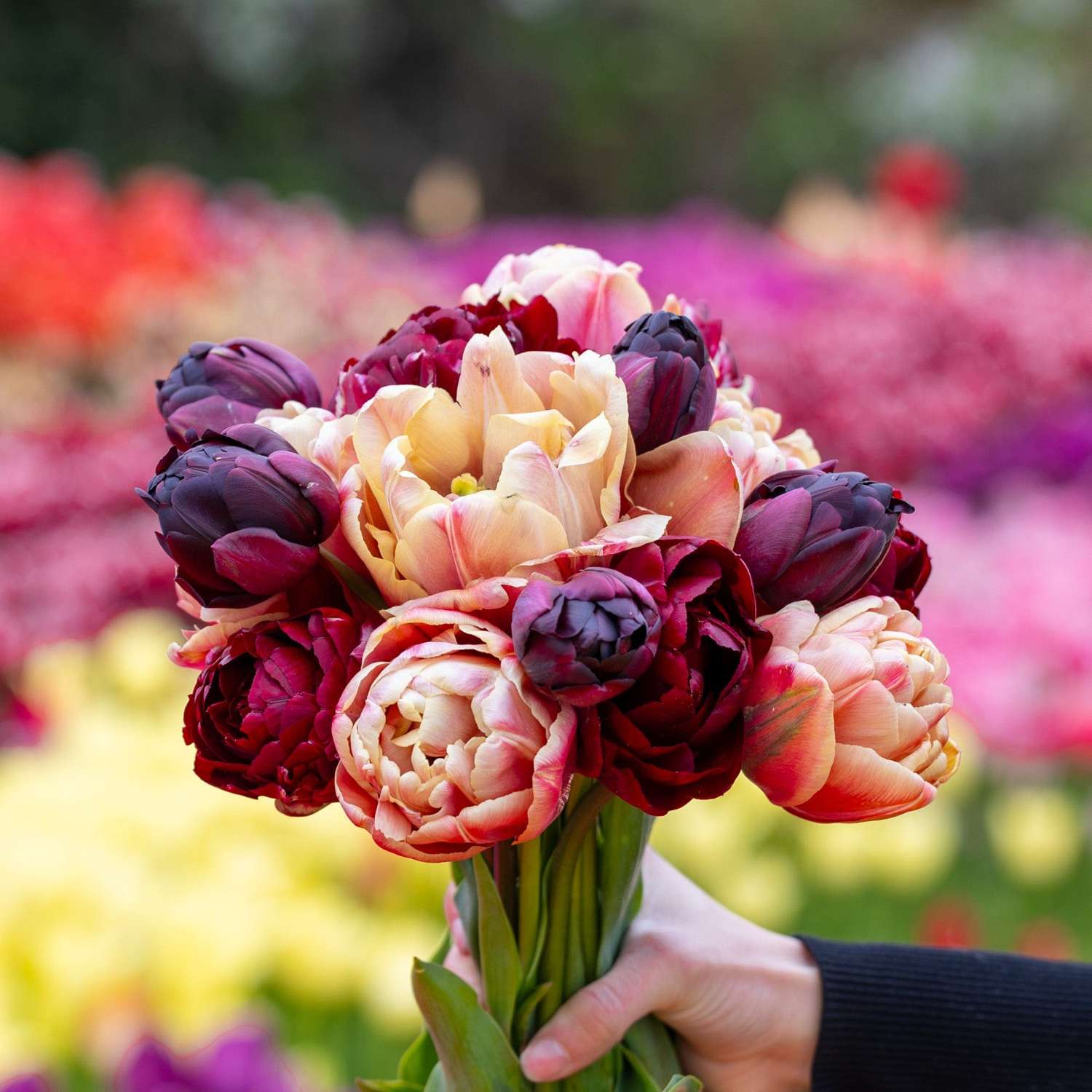 Mélange de tulipes 'Red Cottage'