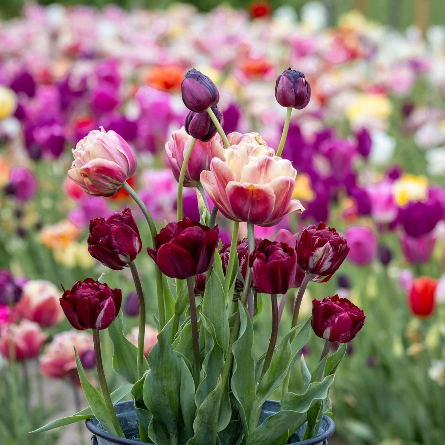 Mélange de tulipes 'Red Cottage'