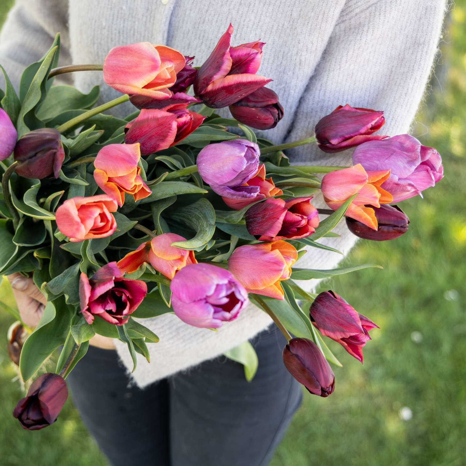 Mélange de tulipes 'Spice Market'