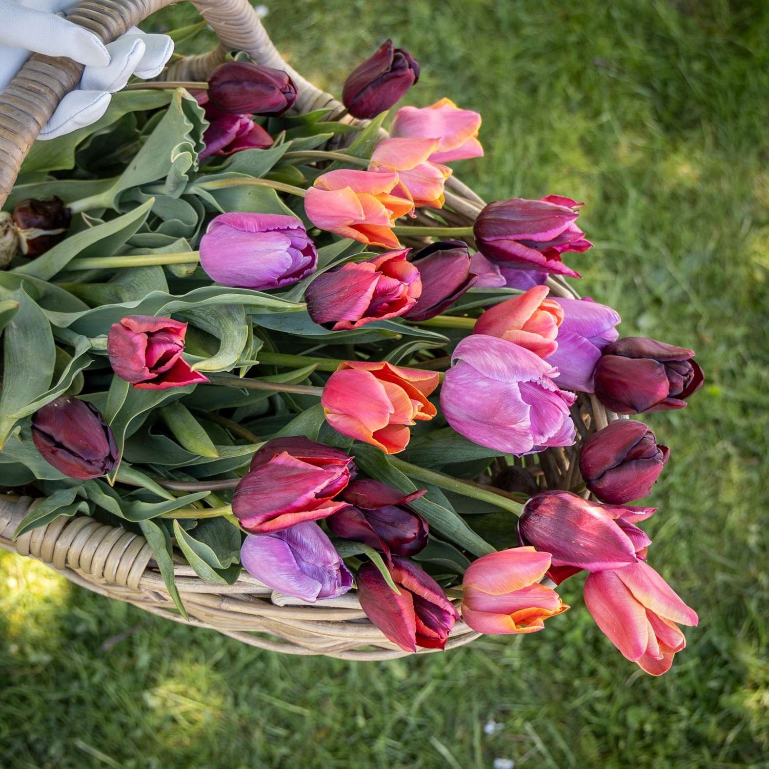 Mélange de tulipes 'Spice Market'