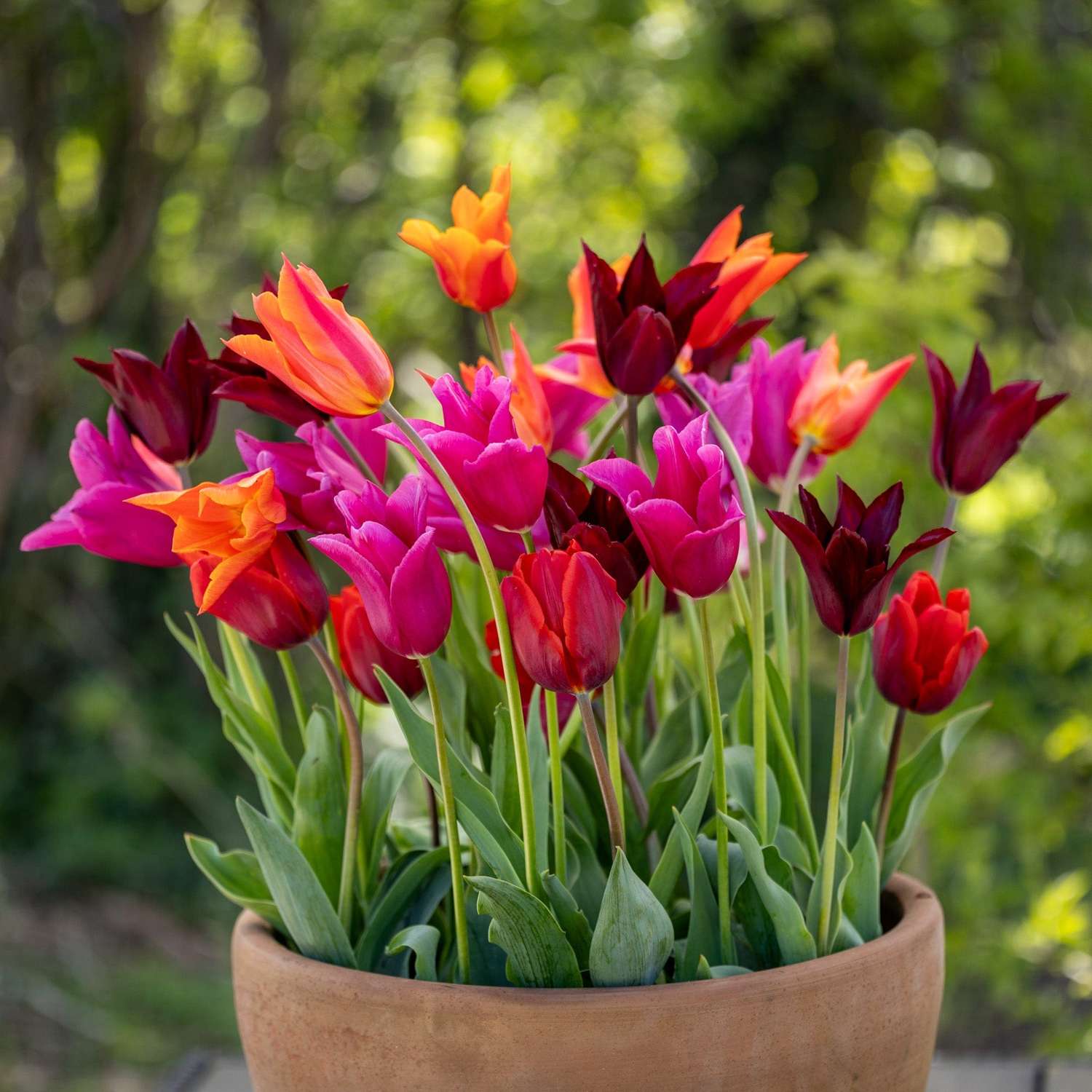 'Fiery Lilies' - Mélange de tulipes