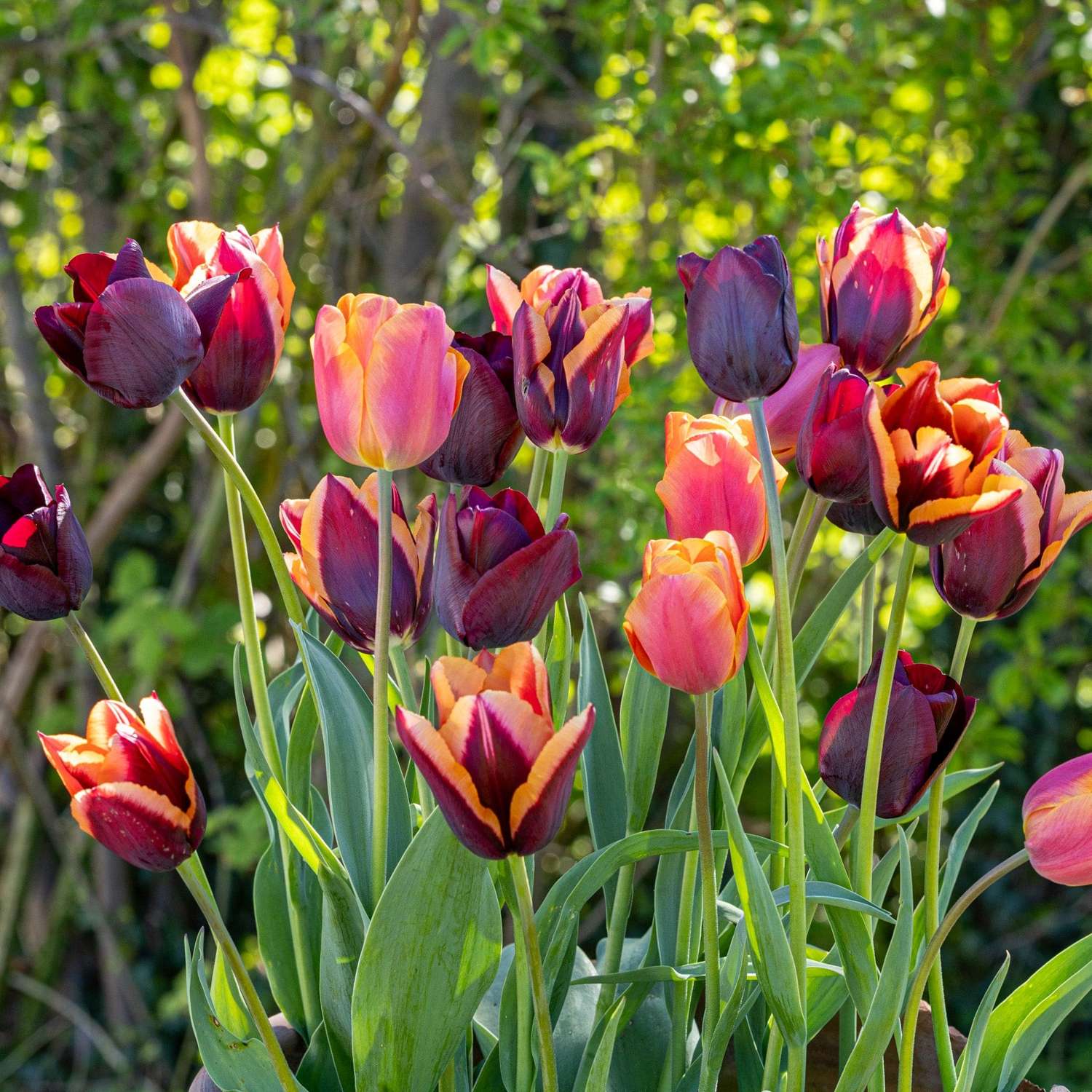 Mélange de tulipes 'Molly'