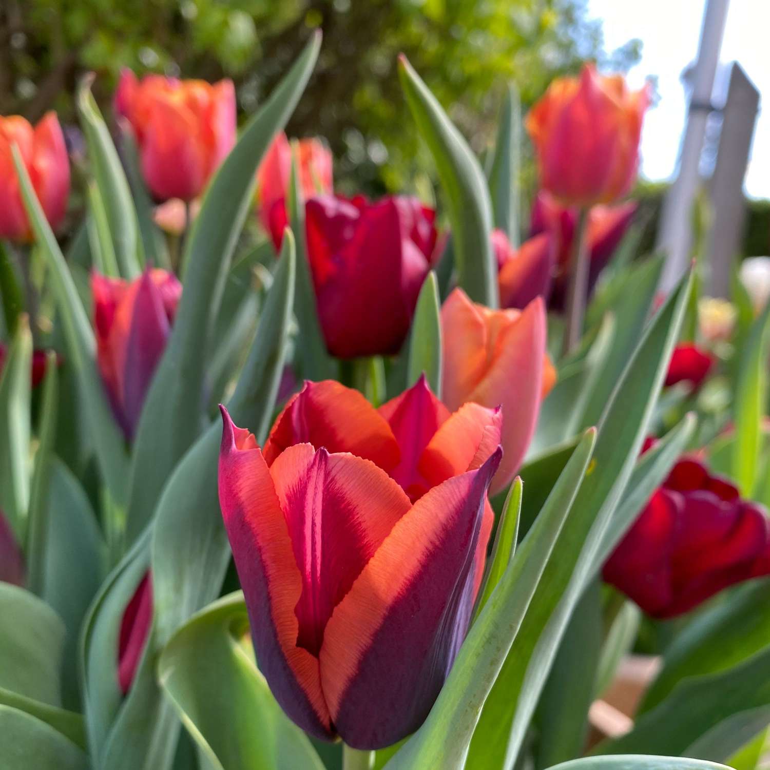 Mélange de tulipes 'Molly'