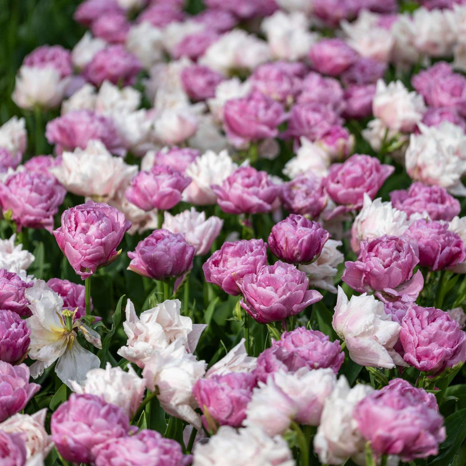 Mélange de tulipes 'Purple Clouds'