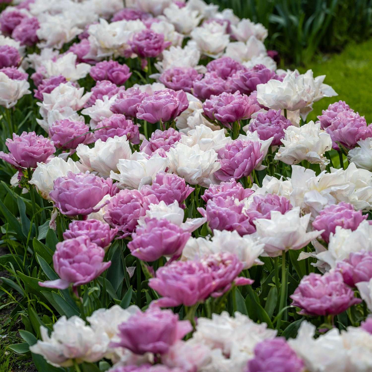 Mélange de tulipes 'Purple Clouds'