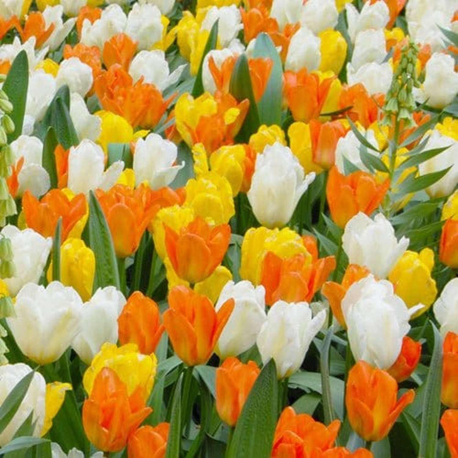 Mélange de tulipes 'Springtime'
