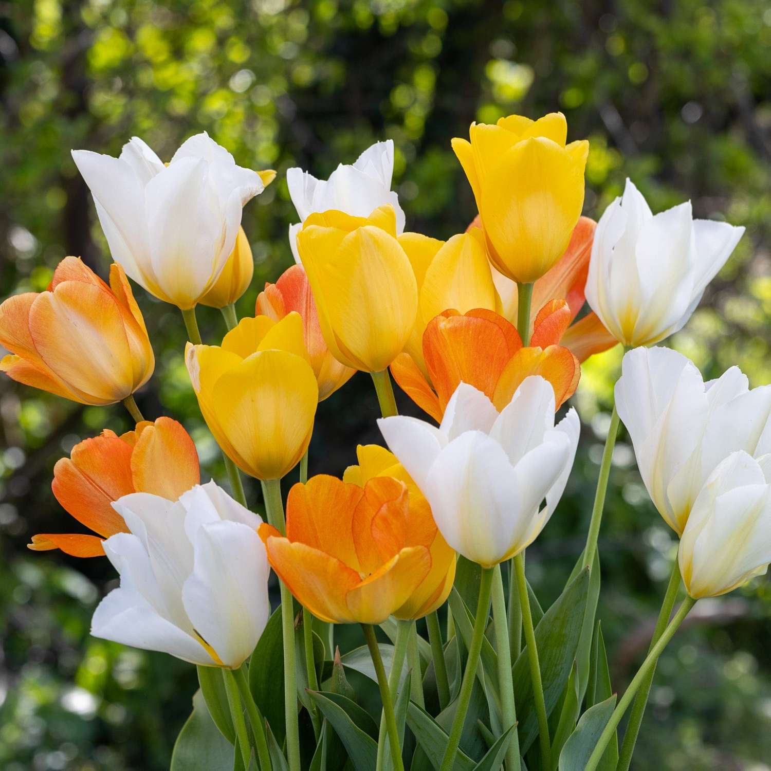 Mélange de tulipes 'Springtime'