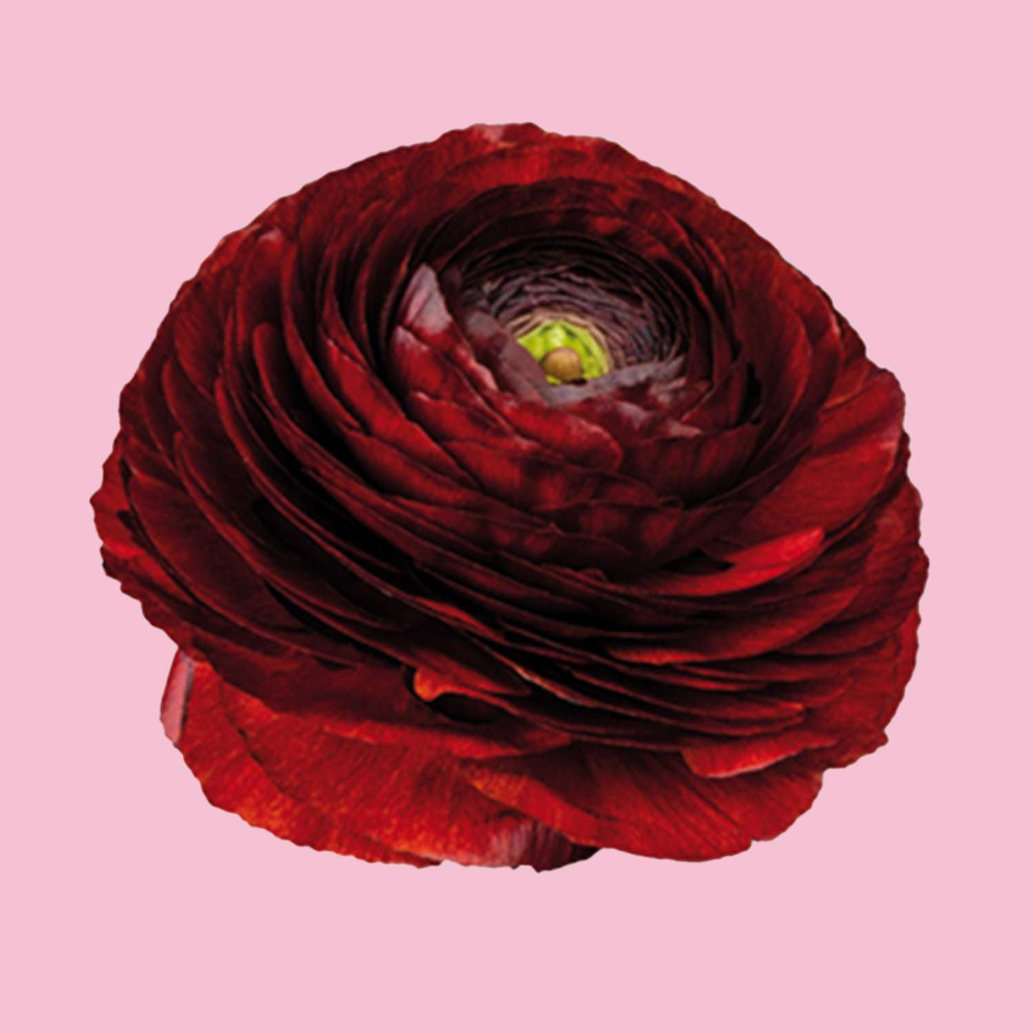 Renoncule 'Elegance Cioccolato 158IP'