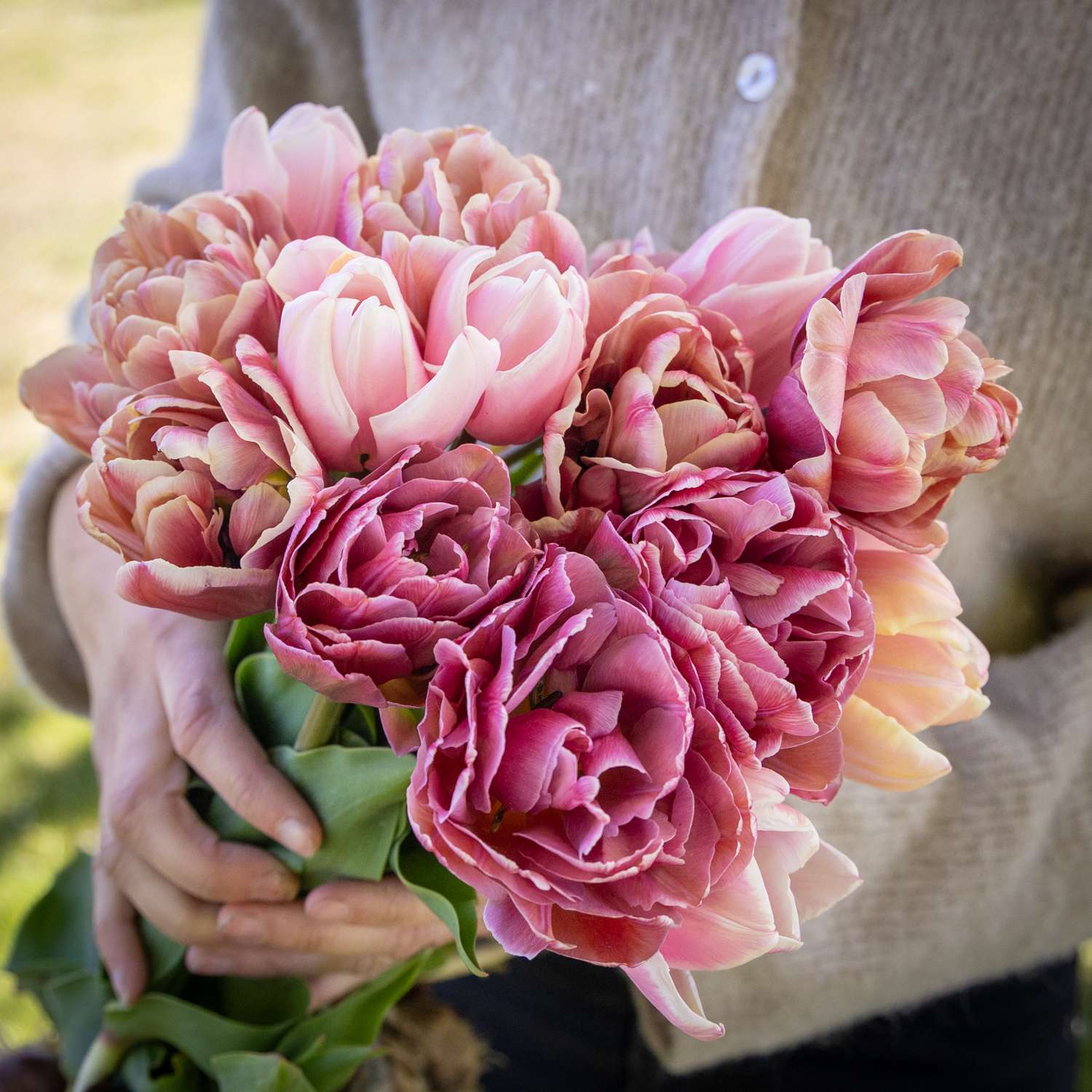 Mélange de tulipes 'Antique Rose'