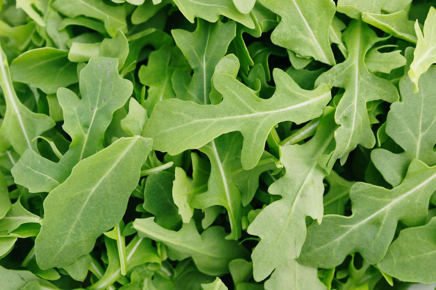 Roquette sauvage (graines)